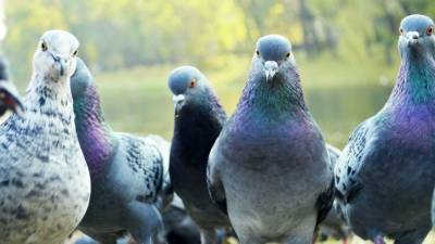 Птицы-убийцы: какими смертельно опасными болезнями можно заразиться от пернатых