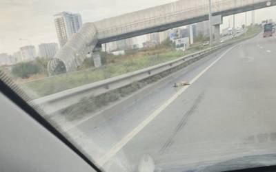 В Петербурге на Московском шоссе вторые сутки лежит мертвая лиса