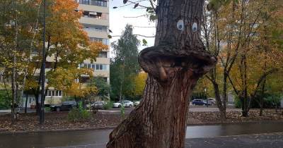 Дерево «с глазами» на западе Москвы развеселило россиян