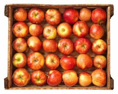 ​4 правила хранения яблок