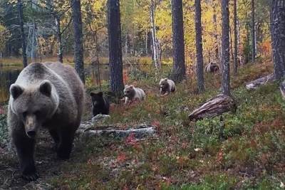 Косматые нарушители: пятеро медведей перешли границу с Финляндией