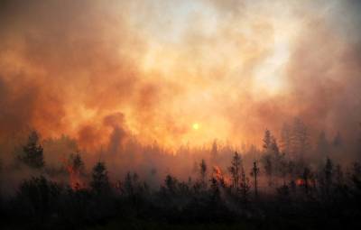 В регионах РФ действуют лесные пожары на площади 1 288 га