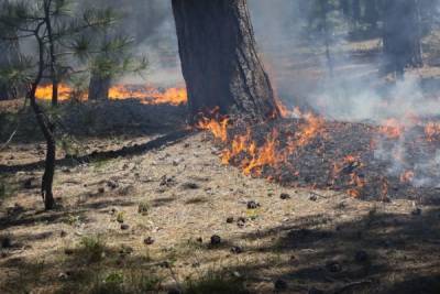 В России за сутки ликвидировано 35 лесных пожаров