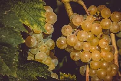 Германия: Сбор винограда в самом разгаре