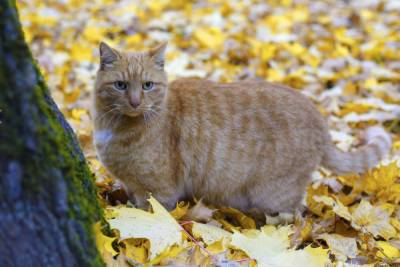 Неизвестная петербурженка украла кота Осю из музея Анны Ахматовой