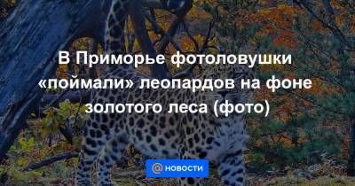 В Приморье фотоловушки «поймали» леопардов на фоне золотого леса (фото)