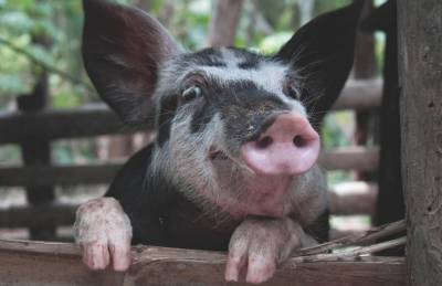 Выращиванием свиней на Львовщине занимаются более 100 хозяйств
