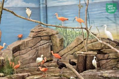 У Київському зоопарку з’явилась зимова домівка для рідкісних птахів