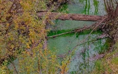 Реки в Перми окрасилась в зелёный цвет из-за попадания в них красителя