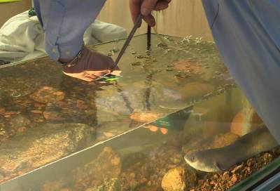 В Кронштадте ученые поймали редкую рыбу, находящуюся под угрозой исчезновения