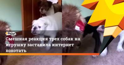 Смешная реакция трех собак на игрушку заставила интернет хохотать
