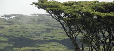 В тропиках Мексики нашли мангровый лес возрастом более 125 тысяч лет