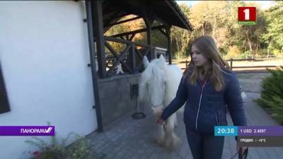 В Гродно разводят уникальную для Беларуси породу лошадей - ирландский коб