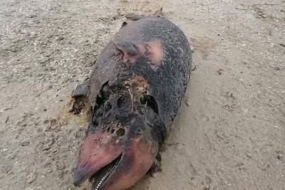 На берегу Азовского моря нашли мертвого дельфина