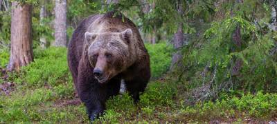 Жители Петрозаводска заподозрили, что в черте города гуляет медведь