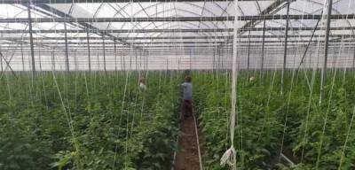 Жители Мургаба пытаются выращивать свежие овощи в теплицах