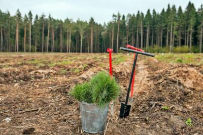 Более 70 тысяч деревьев посадили в Ярославской области