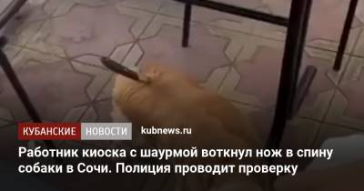 Работник киоска с шаурмой воткнул нож в спину собаки в Сочи. Полиция проводит проверку