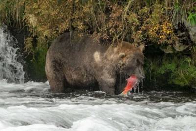 Курьез: на Аляске определили победителя конкурса самых толстых медведей