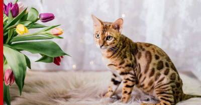 Бенгальская кошка: красивый и умный питомец для активных хозяев