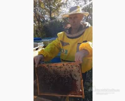 Соколиная, голубиная и даже пчелиная почта есть в Липецкой области (видео)
