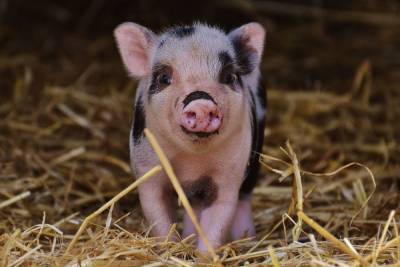 Карантин по африканской чуме свиней до 10 ноября объявили в пяти районах Новгородской области