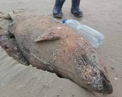 Мертвый дельфин напугал людей на берегу Азовского моря в Ростовской области