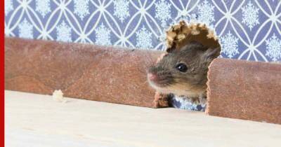 Надежный заслон: как защитить дом от проникновения мышей