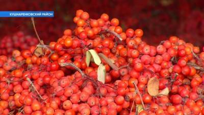 Бизнес на грибах и ягодах: как жителям Башкирии заработать на дикоросах