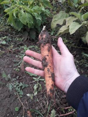 Как сохранить урожай моркови без потерь