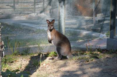 У кенгуру Бени в сахалинском зоопарке появилась невеста из Калининграда