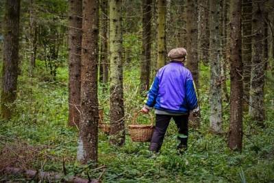 Костромские леса за месяц «поглотили» больше ста человек