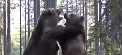 Редкие кадры боя медведей сняты в Карелии (ВИДЕО)