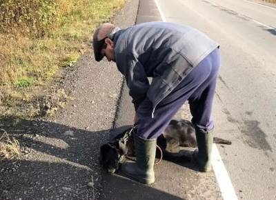 Хозяин собаки, погибшей на дороге, возмутился поднятой сахалинцами шумихой