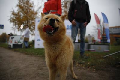 В субботу 9 октября в Муринском парке прошел забег «Лапки в охапке», в котором приняли участие петербуржцы и их питомцы