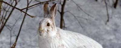 Белым зайцам не грозит снижение численности из-за глобального потепления