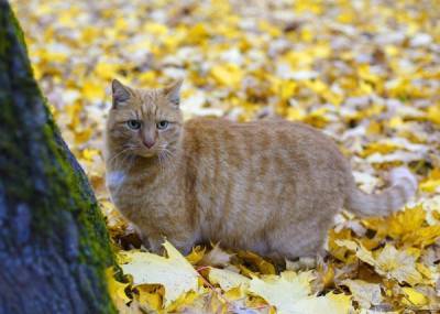 Музей Ахматовой назначил награду за обнаружение пропавшего кота Осю