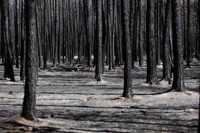 В Челябинской области тушат 25 лесных пожаров