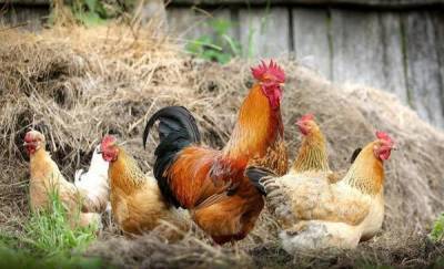 В Тюменской области установили карантин по птичьему гриппу