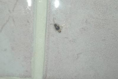 Рязанка пожаловалась на тараканов в детской больнице №9