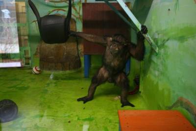 В Нижнетагильском цирке обезьяна напала на ребенка. Силовики начали проверку