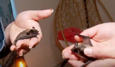 В Тюмени из-за высотных зданий находят все больше летучих мышей