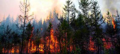 Рослесхоз потребовал от властей Карелии предоставлять достоверные сведения о лесных пожарах