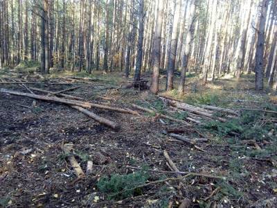 Жители Южного Урала сообщили о вырубках в лесничестве. Власти направят проверку