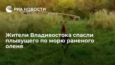 Жители Владивостока спасли плывущего по морю раненого оленя, его привезли в центр "Тигр"