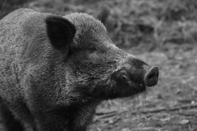 Во Владимирской области обнаружен новый очаг африканской чумы свиней