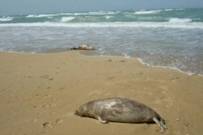 К северу от Баку зафиксирована массовая гибель тюленей