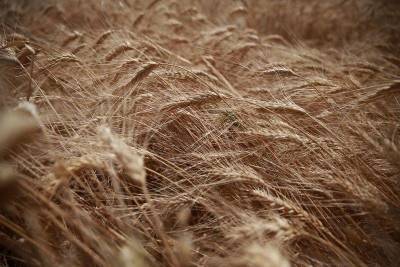 Экспортные цены на пшеницу РФ растут 13 недель подряд