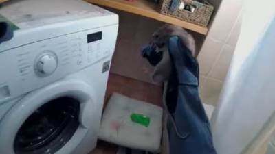Видео: в Ришон ле-Ционе крыса чуть не отгрызла ухо женщине во сне