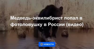 Медведь-эквилибрист попал в фотоловушку в России (видео)